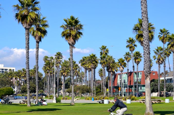 Santa Monica Palm Trees